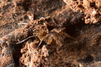 Media type: image;   Invertebrate Zoology 151595